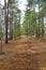 A long dirt footpath in the woods surrounded by tall thin pine trees with brown pine needles on the ground