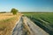 A long dirt road through fields, lonely tree and sky