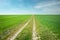 Long dirt road through green fields, horizon and clear skies