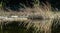 Long dry grass on the bank of a mountain river is reflected in the fast-flowing water. Excellent natural background