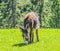 Long-eared gray donkey grazes in the mountains