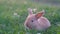 A long-eared little rabbit is sitting in a field in green grass