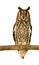 Long-eared Owl