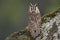 Long-Eared Owl