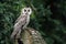 Long-Eared Owl