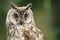 Long-eared owl