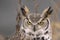 Long eared owl