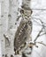 Long eared owl