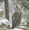 Long eared owl