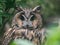 Long-eared owl