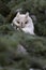 Long eared Owl albino
