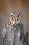 The long-eared owl, also known as the northern long-eared owl