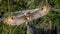 The long-eared owl, also known as the northern long-eared owl