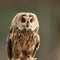 Long-eared Owl (Asio otus)