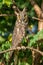 Long-eared Owl - Asio otus