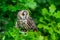 Long-eared owl Asio otus