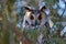 Long-eared owl Asio otus