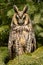 Long-eared Owl - Asio otus