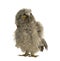 Long-eared Owl - Asio otus (7 weeks)