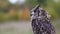 Long-eared Owl Asio otus