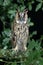 Long Eared Owl, asio otus, Adult standing on Branch, Normandy