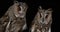 Long Eared Owl, asio otus, Adults, Pair, Normandy in France,
