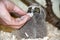 Long-eared owl (Asio otus) chick