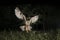 Long-eared owl Asio otus, Hunting at night, in flight