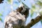 Long-eared owl asio otus juvenile