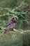 Long-eared Owl, Asio otus, nice bird sitting on the branch in the fallen larch forest during autumn, animal i the nature habitat,
