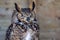 Long-eared owl, Asio otus, northern long-eared owl, lesser horned owl or cat owl