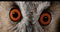 Long Eared Owl, asio otus, Portrait of Adult, close up of Eyes, Normandy in France,