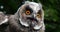 Long Eared Owl, asio otus, Portrait of Adult, Normandy in France, Slow motion