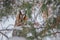 Long-eared owl Asio otus portrait hiding in a snowy tree, in cold winter day