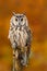 Long-eared Owl, Asio otus, sitting on orange oak branch during autumn. Beautiful bird in forest. Wildlife scene from nature. Catch