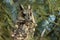 The Long-eared Owl (Asio otus) on the tree