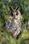 The Long-eared Owl (Asio otus) on the tree