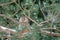 Long-eared owl - Asio Otus. Wise owl sitting on on a coniferous tree in winter with snow. Wildlife nature in Europe.