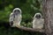 Long Eared Owl, asio otus, Youngs standing on Branch, Normandy
