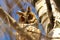 Long eared owl in birch tree
