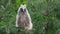 Long-eared owl chick near the nest in natural habitat