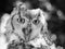 Long eared owl close up face