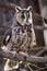 Long-eared Owl in fall forest setting