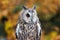 A long eared owl with gorgeous autumnal colours