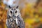 A long eared owl with gorgeous autumnal colours