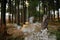 Long-eared Owl in habitat - coniferous forest wit big tree, wide angle lens photo