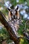 Long-eared owl in natural habitat (Asio otus)