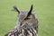 Long eared owl portrait
