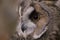 Long eared owl portrait