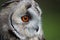 Long eared owl portrait close up
